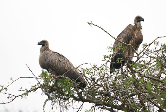コシジロハゲワシ